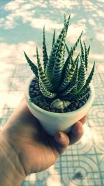 Móng rồng xòe size lớn