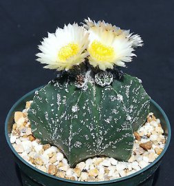 Xương Rồng Astrophytum Myriostigma