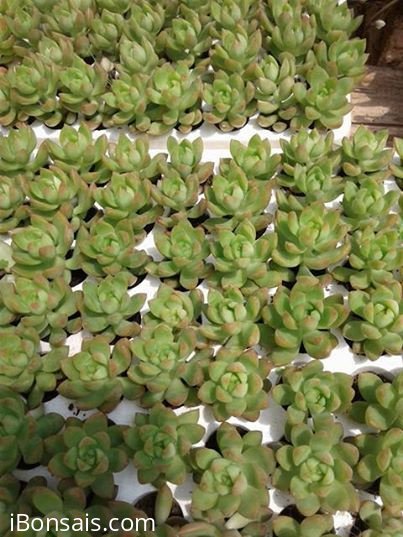 Sen đá hường loại nhỏ