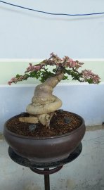 Hoa giấy đẹp
