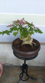 Hoa giấy đẹp
