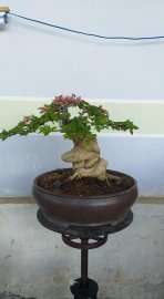 Hoa giấy đẹp
