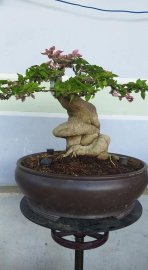 Hoa giấy đẹp