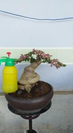 Hoa giấy đẹp