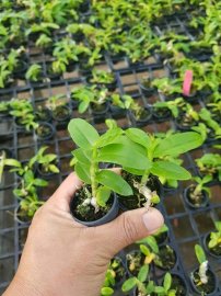 Trầm lưỡi to 4N