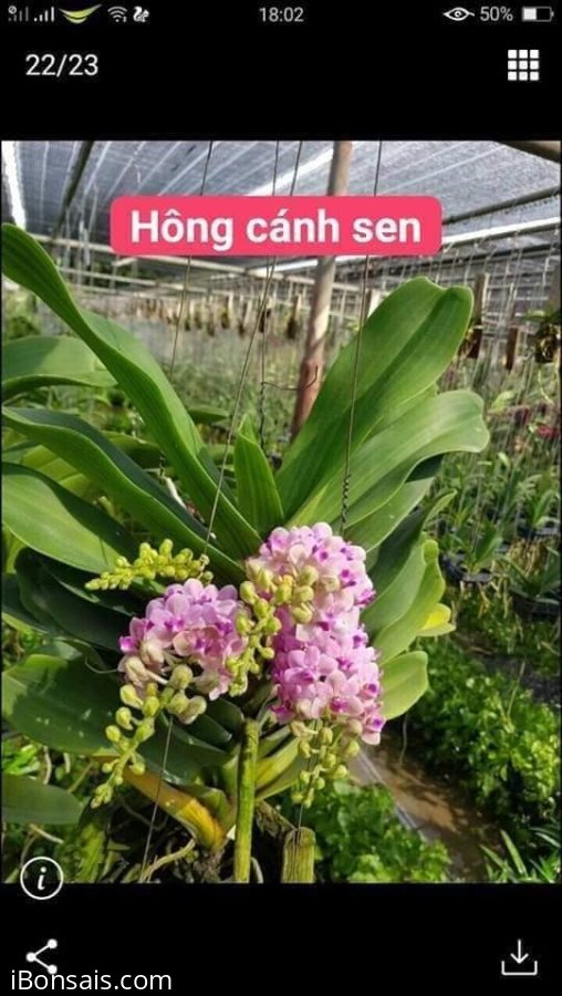 Trâu thái màu hồng cánh sen