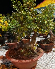 Cây cảnh khế bonsai