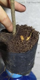 Mai giống giá sỉ