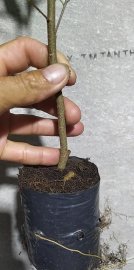 Mai giống giá sỉ