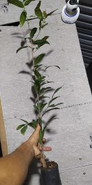Mai giống giá sỉ
