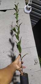 Mai giống giá sỉ