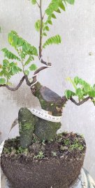 Khế chua đế đẹp