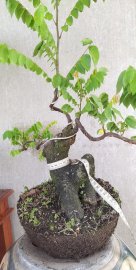 Khế chua đế đẹp
