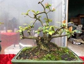 Đơn đỏ mini trồng chậu từ nhỏ