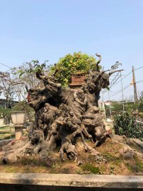 Một tác phẩm sanh nam điền hạt xịn