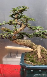 Tác phẩm cần thăng mini
