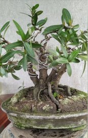 Trang đỏ tứ quí (4 thân)