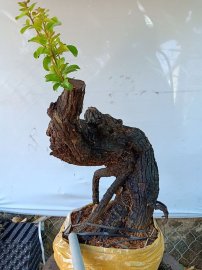 Cây cẩm sống thị  khỏe