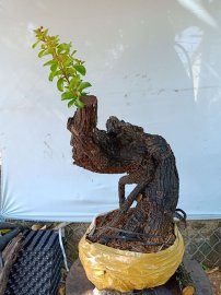 Cây cẩm sống thị  khỏe