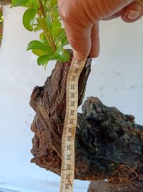 Cây cẩm sống thị  khỏe