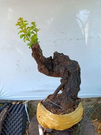 Cây cẩm sống thị  khỏe