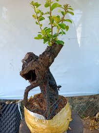 Cây cẩm sống thị  khỏe