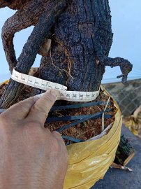 Cây cẩm sống thị  khỏe