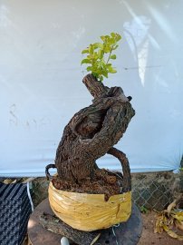 Cây cẩm sống thị  khỏe
