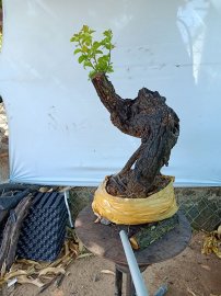 Cây cẩm sống thị  khỏe