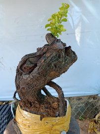 Cây cẩm sống thị  khỏe