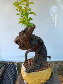 Cây cẩm sống thị  khỏe