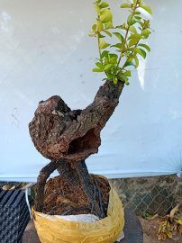 Cây cẩm sống thị  khỏe
