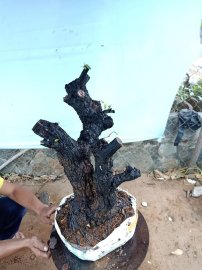 Cây cẩm thị cốt đẹp