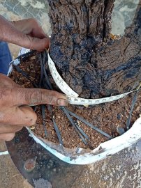 Cây cẩm thị cốt đẹp