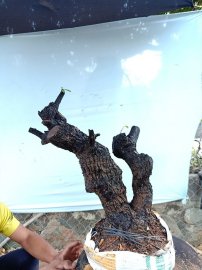 Cây cẩm thị cốt đẹp