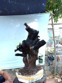 Cây cẩm thị cốt đẹp