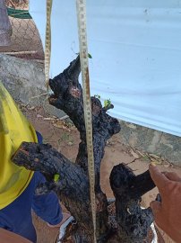 Cây cẩm thị cốt đẹp
