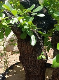 Cây cẩm thị cốt đẹp