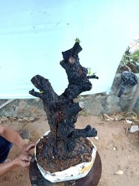 Cây cẩm thị cốt đẹp