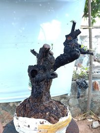 Cây cẩm thị cốt đẹp