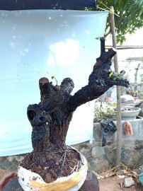 Cây cẩm thị cốt đẹp