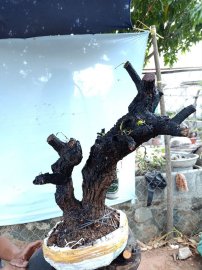 Cây cẩm thị cốt đẹp