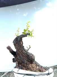 Cây cẩm sống thị khỏe