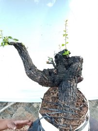 Cây cẩm sống thị khỏe