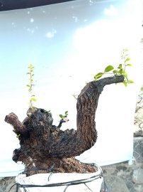 Cây cẩm sống thị khỏe