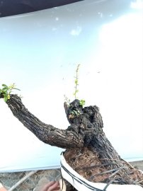Cây cẩm sống thị khỏe