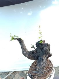 Cây cẩm sống thị khỏe