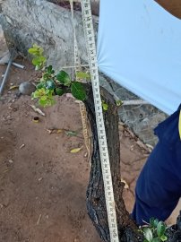 Cây cẩm sống thị khỏe
