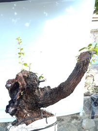 Cây cẩm sống thị khỏe