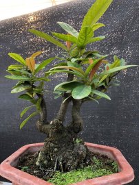 Tác phẩm đơn đỏ quê ta, trồng chậu 12 năm 